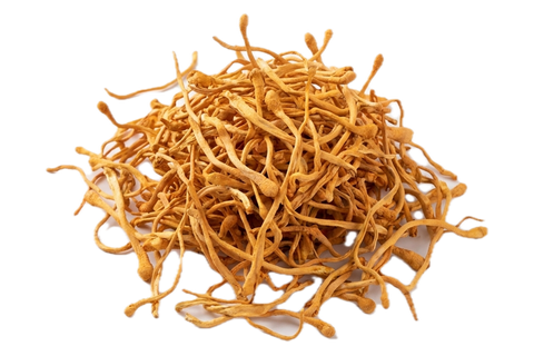 Cordyceps Flower (Chong Cao Hua), dried herb